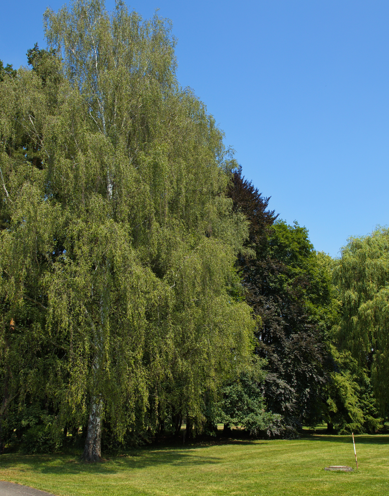 Jardin - Laurent Lacroix, Parc et jardin