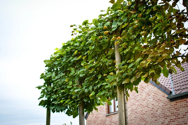 Cloture - Laurent Lacroix, Parc et jardin